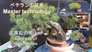 今日も盆栽日和　五葉松の改作(#1)熟練の技