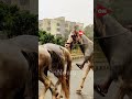 ertugrul gazi style three horse riders roaming in raining at junagadh city