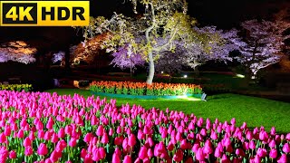 Cherry Blossom and Tulips illumination at Hamamatsu Flower Park (4K HDR) 浜松フラワーパーク桜とチューリップのイルミネーション