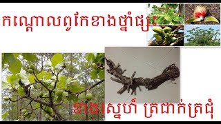 បញ្ញើក្អែក កណ្ដោល ប្រើជាឪសថ និងស្នេហ៍រកស៊ី បើទុកនៅផ្ទះបានសុខចំរើន(098938326)