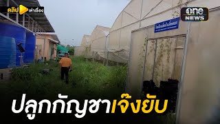 นโยบายรัฐรวนเร ปลูกกัญชา เจ๊งยับ | คลิปเล่าเรื่อง| สำนักข่าววันนิวส์