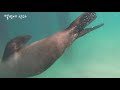 멜번에 산다 수십마리 물개와 함께 수영하는 잊을수 없는 좋은기억 6화 swim with seal in melbourne