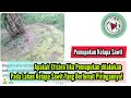 Apakah Efisien Jika Pemupukan dilakukan Pada Lahan Kelapa Sawit Yang Berlumut Piringannya!