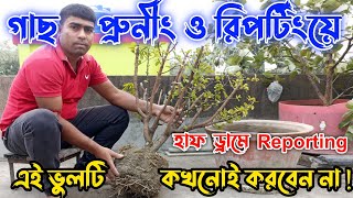 এই মারাত্মক ভুল গাছ প্রুনিং ও রিপর্টিং করার সময় করবেন না । 🍒 চেরি গাছ প্রতিস্থাপন। plant reportting