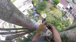 Lombardy poplar in Tiptree