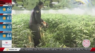 Alameda County Sheriff's Office seizes 100K illegal marijuana plants
