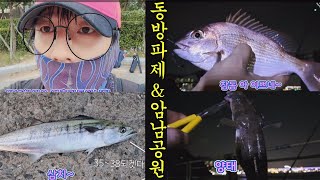 부산 감천 동방파제 그리고 암남공원 친구들이랑 vlog 찌낚시 \u0026 원투 낚시 참돔 삼치 양태 전갱이 시간 너무 빨리가는군요 생활낚시터 꽃미남 연홍길동 의 원투낚시