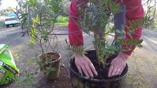 Re potting a Hebe and planting a Grevillia Ellegance