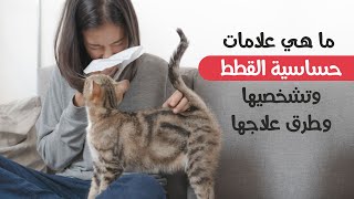 ما هي أعراض حساسية القطط وأسبابها وكيفية علاجها