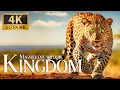 Magnificent Wildlife Kingdom 4k 🦁 Relaxing Animals Documentary With Calm Piano Music  Nature Movie
