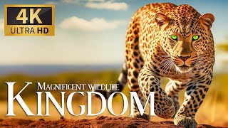 Magnificent Wildlife Kingdom 4K 🦁 Relaxing Animals Documentary with Calm Piano M