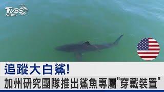 追蹤大白鯊! 加州研究團隊推出鯊魚專屬「穿戴裝置」｜TVBS新聞 @TVBSNEWS02