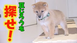 【豆柴】１０秒以内に豆じろうを探せ！【子犬】