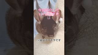 【1分解説】うさぎの【鳴き声】の雑学が凄すぎる① #shorts #うさぎ  #うさぎの豆知識　#かわいいうさぎ