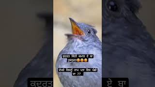 ਵੇਖੋ ਕੁਦਰਤ ਦੇ ਰੰਗ #khalsa #khalsaraj #bird #birds #birdsounds #1984