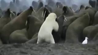 Polar Bear killed by a Walrus