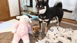 おかあさんといっしょ？柴犬の子犬です♪