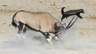 Amazing Desert Predators AttackMoments | Gemsbok vs Honey Badger andLion vs Oryx Amazing Footage