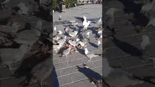 war of the seagulls with hunger