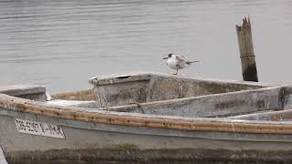 【日本の野鳥】クロハラアジサシ Whiskered Tern（カモメ科） 　＃日本の野鳥＃クロハラアジサシ＃カモメ科