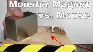 What Does a Giant Monster Neodymium Magnet do to a Mouse?