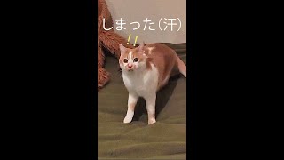 猫さんの運動神経ぱない。3連発ニャ(ΦωΦ)#short