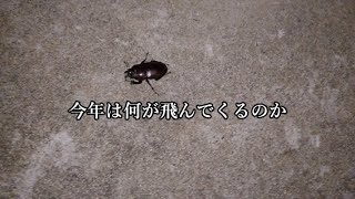 近所のお店の街灯周りで軽く採集