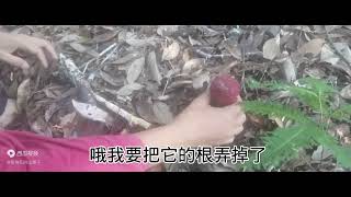 跟着村民捡野蘑菇，来学习识别真假蘑菇，千万别捡错了假蘑菇