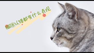 猫咪认错都有什么表现