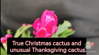 True Christmas cactus | Unusual  Schlumbergera | Thanksgiving cactus  vs Christmas cactus-difference