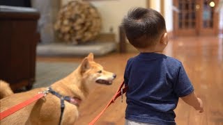 Shiba Inu Tries The Snoot Challenge