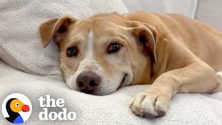 Dog Who Waited Six Years For A Home CANNOT Stop Smiling | The Dodo