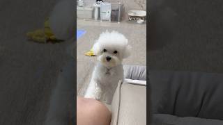 귀여우니까 봐주는 줄만 알어 ~ ꢭ #강아지쇼츠 #cutedog #bichonfrise #puppy #미니비숑 #shorts #반려견 #강아지일상 #강아지브이로그