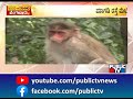 ನಮ್ಮ ಮೆಟ್ರೋ ದಲ್ಲಿ ಕೋತಿಗಳ ಕಾಟ namma metro monkeys public tv