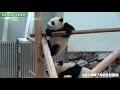 彩浜、外敵から逃げるための訓練中🐼 良浜の教育🐼 アドベンチャーワールド🐼