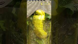 Невдала втеча огірка з теплиці. Unsuccessful escape of a cucumber from a greenhouse. #shorts