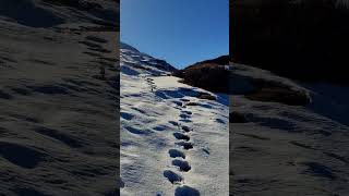 Wild Bear Footmarks #wild #bear #footprints