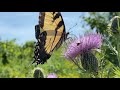 Yellow Swallowtail Butterfly 🦋 Quiet Moments