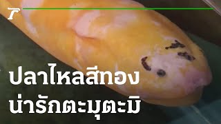 ชาวบ้านพบปลาไหลสีทองสุดแปลกมีคิ้ว | 29-11-65 | ตะลอนข่าว