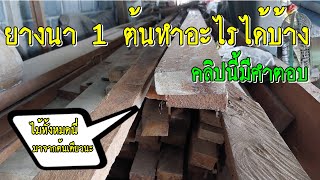 เนื้อไม้ยางนา 1 ต้น ทำอะไรได้บ้าง คลิปนี้มีคำตอบ