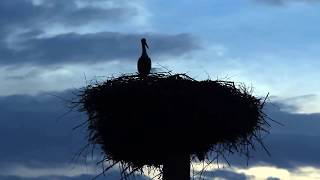 Cò Lả - Hòa Tấu ( Stork Bird - Instrument )