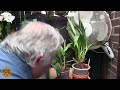 carecollab zygopetalum care