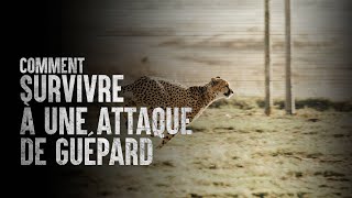 Comment survivre à une attaque de guépard