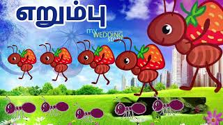 எறும்பு பற்றிய தகவல்கள்/Ant information video