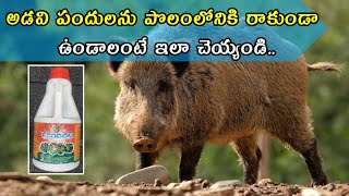 Wild pig control methods in agriculture | వ్యవసాయంలో అడివి పందుల నిర్ములన | Shiva Agri Clinic