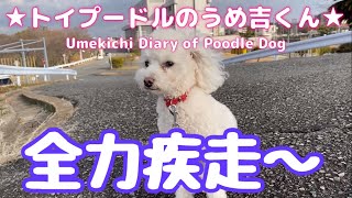 全力疾走〜 ★トイプードルのうめ吉くん（810日目)★Umekichi Diary of Poodle Dog