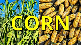 The Corn-tastic Adventure: A-Maize-ing Facts About Corn