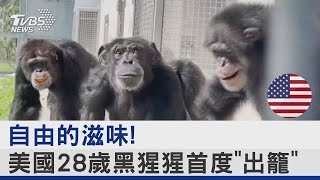 自由的滋味! 美國28歲黑猩猩首度「出籠」｜TVBS新聞