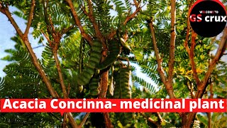 Acacia Concinna- medicinal plant