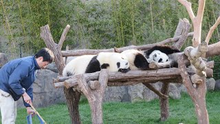 眠いけど、閉園時間になって、飼育員さんに起こされて、ダッシュで帰っていく🐼 もうすぐ8歳♥ #桜浜 #桃浜 #アドベンチャーワールド